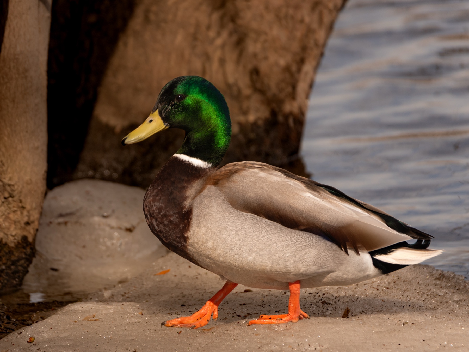 Un canard colvert debout au bord de l'eau.