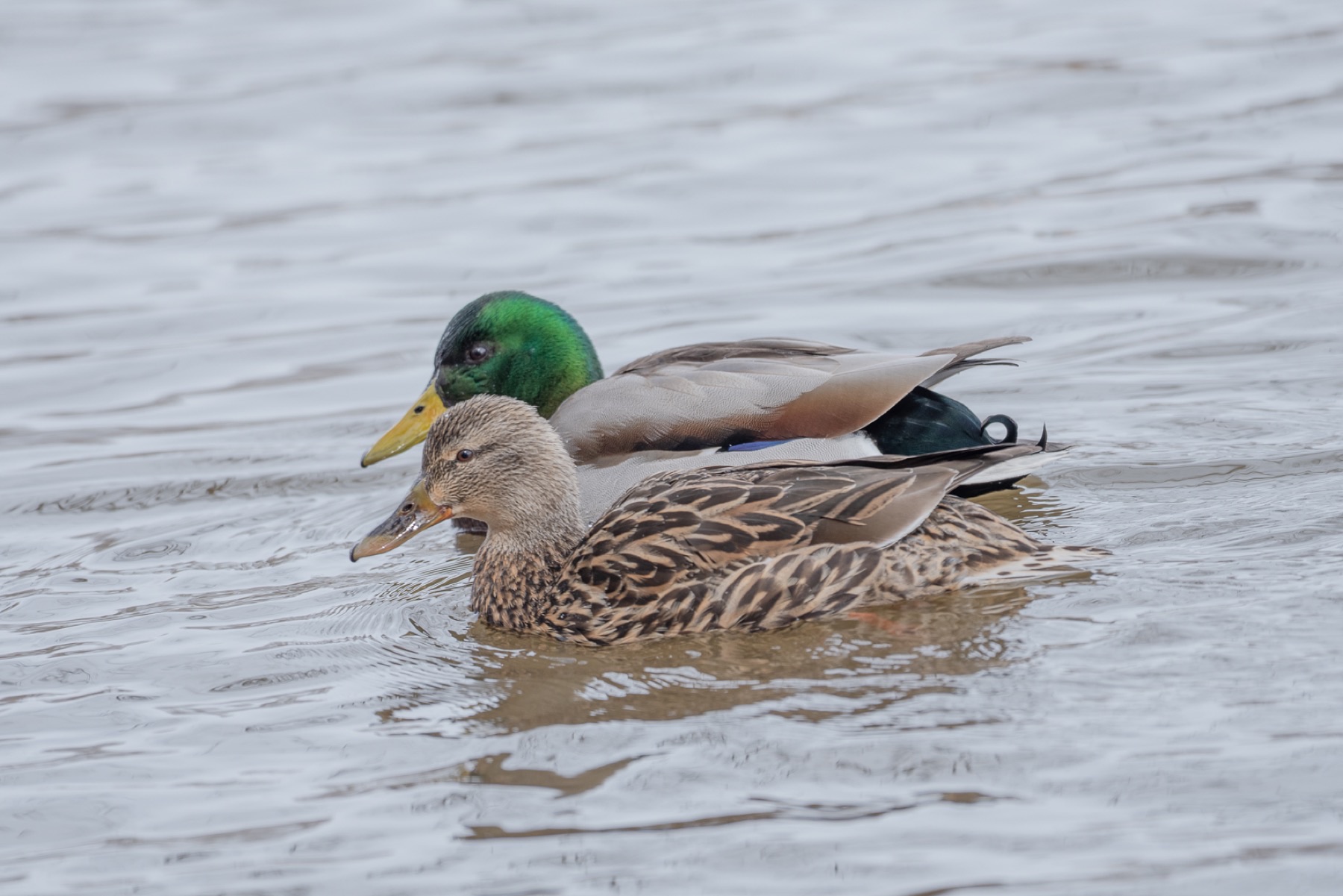 Un couple de canards colverts nageant côte à côte sur l'eau.